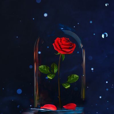 Calm - The #1 App for Meditation and Sleep Bell Rose, Real Rose Petals, Beast Wallpaper, Images Disney, Enchanted Rose, Round Metal Wall Art, Pinturas Disney, Glass Display, Artificial Roses