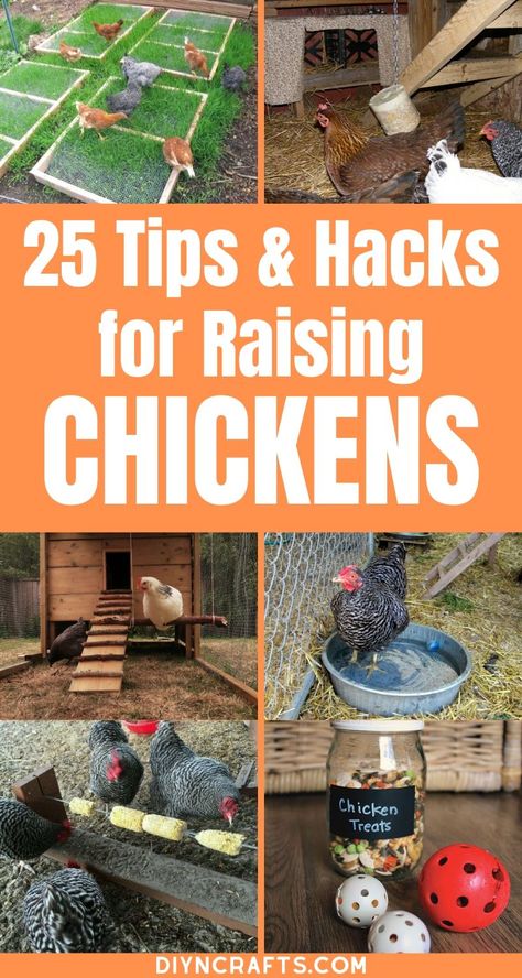 Learn how to keep your chicken coop cool, save money on feed, and make sure your chickens lay more eggs with this great list of hacks and tips for your backyard chicken coops! #BackyardChickens #Chickens #ChickenCoop #RaisingChickens #Hacks #Lifehacks #Homestead #Homesteading #Eggs #LayingHens #Roosters Chicken Hacks, Chicken Pecking, Cute Chicken Coops, Chicken Coop Garden, Backyard Chicken Coop Plans, Diy Chicken Coop Plans, Urban Chickens, Travel Georgia, Backyard Chicken Farming