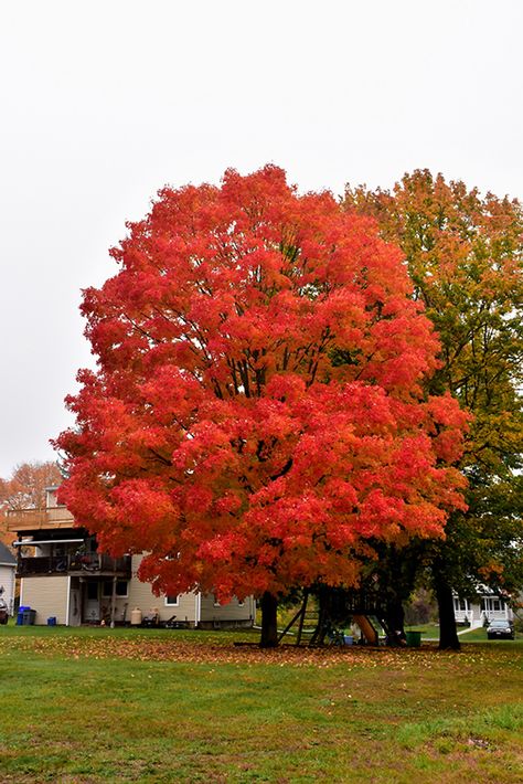 Maple Tree Landscape, Sassafras Tree, Low Maintenance Landscaping Front Yard, Novi Michigan, Guerrilla Gardening, Red Maple Tree, Garden Tattoos, Pretty Trees, Hampton House