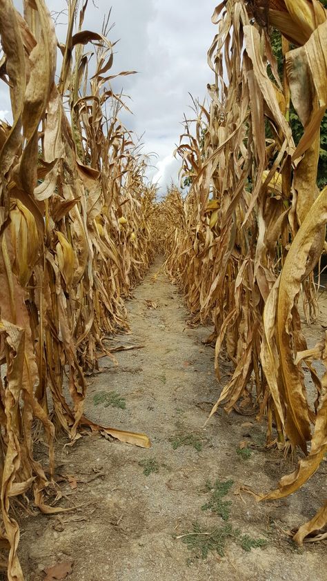 Autumn- Corn Stalks... Halloween Corn Stalks, Dried Corn Stalks, Fairy Flowers, Children Of The Corn, Corn Stalks, Creepy Pumpkin, Fields Of Gold, Corn Maze, Autumn Scenery