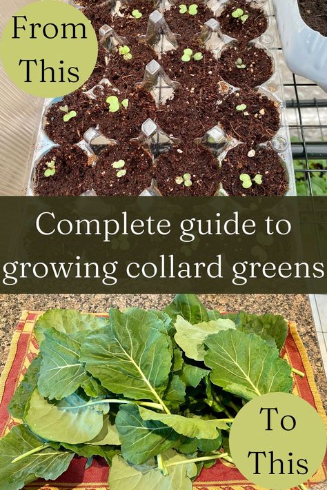 Collard greens are an easy plant to grow in many gardening zones. Read this article to learn how to grow collard greens in your garden this year. They are great for both spring and fall gardens. There are also some great collard green recipes at the end. Collard Greens Recipe, Easy Plants To Grow, Gardening Zones, Collard Greens, Greens Recipe, Autumn Garden, Green, Plants