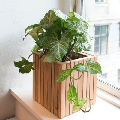 Balcony Planters, Arrowhead Plant, Plant Bags, Wooden Planter Boxes, Wood Planter Box, Australian Plants, Leafy Plants, Plant Box, Plant Decor Indoor