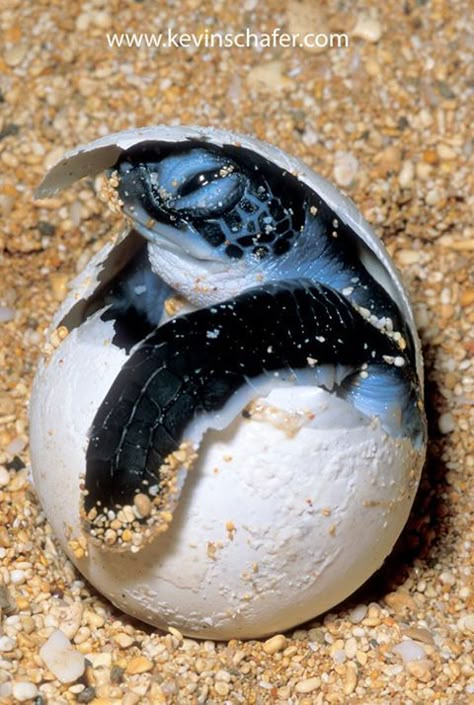 Turtle Eggs Hatching, Turtle Reference, Turtle Eggs, Sea Turtle Pictures, Amazing Frog, Baby Sea Turtles, Tortoise Turtle, Green Sea Turtle, Turtle Love