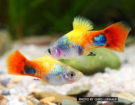 Beautiful New Type Platy from@aquariumdietzenbach . #aquarium #aquariumhobby #dennerle #aquariumsdaily #aquascapes #shrimpking #aquascaper… Platy Fish, Big Aquarium, Fish Tank Design, Betta Aquarium, Tropical Fish Aquarium, Tropical Freshwater Fish, Guppy Fish, Fresh Water Fish Tank, Instagram King