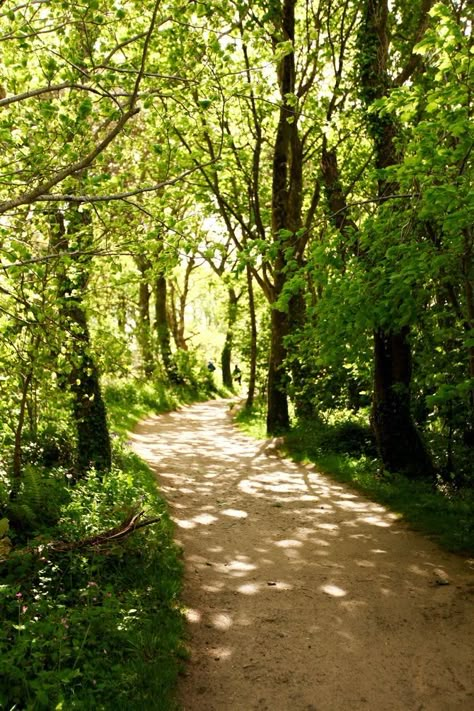 Natural Pathways, Rustic Pathways, 숲 사진, Lost Gardens Of Heligan, Lost Garden, Natural Landscaping, Pathway Landscaping, Forest Path, Garden Pathway