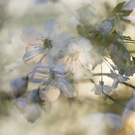 Evening Light, Multiple Exposure, Nothing But Flowers, Nature Aesthetic, Aesthetic Photo, Pretty Flowers, Pretty Pictures, Aesthetic Pictures, بلاك بينك