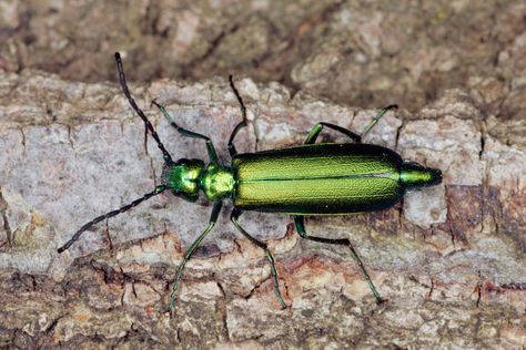 Absurd Creature of the Week: The Spanish Fly Is Real, and It’s Ridiculously Dangerous Blister Beetle, Animal Intelligence, Spanish Fly, Green Beetle, Exploring Nature, Take Shelter, Reptile Snakes, A Bug's Life, Explore Nature