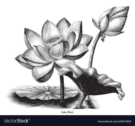 Charcoal Artwork, Product Illustration, Lotus Flower Art, Abstract Coloring Pages, Illustration Clip Art, Botanical Vintage, Engraving Illustration, Pencil Shading, Flower Sketches