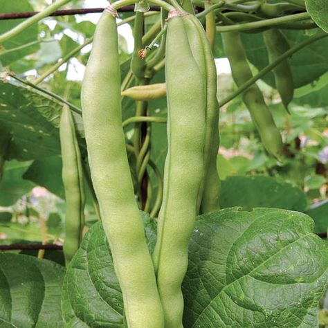 'Brinker Carrrier' pole bean, SSE Heritage Farm Collection 2015 - In 2013, M-GEN participants compared 4 versatile heirloom beans for use as snap beans, shelling beans, and dry beans. The overall favorite of that group was ‘Brinker Carrier.’ It is a good snap bean, but received especially strong taste reviews as a shelling and dry bean. Tender, nearly stringless snap beans grow to 5" long. Large, white dry beans have buttery texture. Starter Garden, Snap Beans, Bean Pods, Dry Beans, Pole Beans, Bean Seeds, Seed Catalogs, Garden Veggies, Organic Seeds