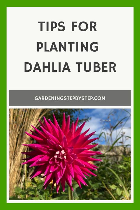 Bright pink dahlia flower with text overlay 'Tips for Planting Dahlia Tubers' from GardenStepsByStep.com, against a blue sky with green foliage in background. Dahlia Varieties, Planting Dahlias, Dahlia Bulbs, Leaf Structure, Marble Ball, Dahlia Tubers, Growing Dahlias, Dahlia Flowers, What Is The Difference Between