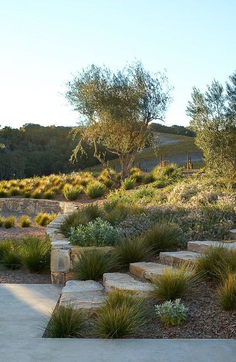 Modern Vineyard | Jeffrey Gordon Smith Landscape Architecture Drought Tolerant Grass, California Landscaping, Yard Remodel, Water Wise Landscaping, Genius Loci, California Garden, Farmhouse Landscaping, Casa Country, Mediterranean Garden