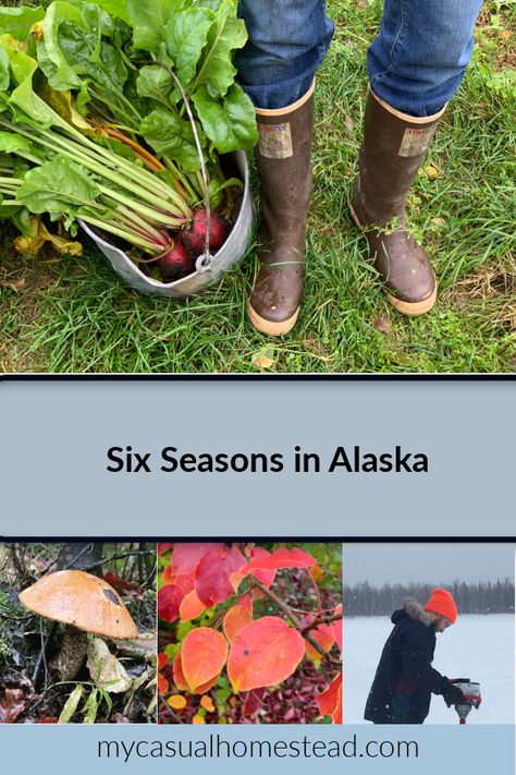 Gardening In Alaska, Homesteading In Alaska, Alaskan Homestead, Alaska Gardening, August Rain, Alaska Garden, Alaska Homestead, Alaska Living, Homesteading Life