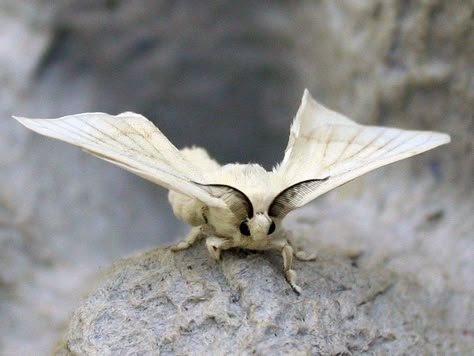 Silk Moth | These guys are soooo cute! These are the type of… | Flickr Fluffy Moths, Cute Moths, Silk Moths, Motte And Bailey Castle, Poodle Moth, Types Of Moths, Bombyx Mori, Beautiful Moths, Silk Moth