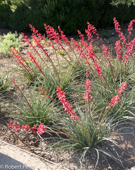 Hesperaloe parviflora Brakelights® - Inland Valley Garden Planner Hesperaloe Parviflora, Red Yucca, Blooming Succulents, Bush Garden, Hummingbird Plants, Yucca Plant, Waterwise Garden, Plant Varieties, Garden Planner