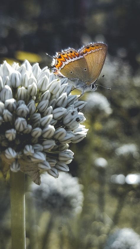 Butterfly | Flora and fauna | Nature Photography Flora And Fauna Photography, Story Board, Wood Burning Art, Flora And Fauna, Art Stuff, Wood Burning, Nature Photography, Collage, Wood