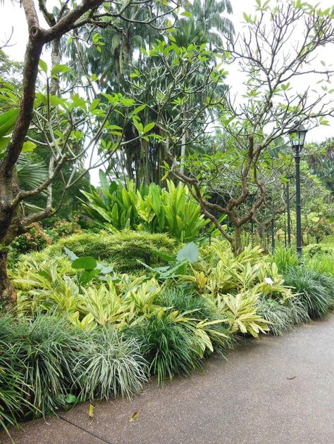 Plumeria, Heliconia, Alpinia zerumbet 'Variegata' (variegated Shell Ginger), Osmoxylon & Liriope Shell Ginger, Tropical Landscape Design, Singapore Botanic Gardens, Orchid Garden, Orchids Garden, Border Plants, Landscape Design Plans, Garden Landscape Design, Tropical Landscaping