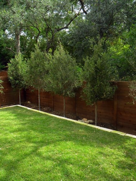 Minimal Backyard, Backyard Trees Landscaping, Fence Gardening, Landscape Design Backyard, Backyard Modern, Privacy Landscaping Backyard, Landscaping Along Fence, Privacy Ideas, Design Backyard