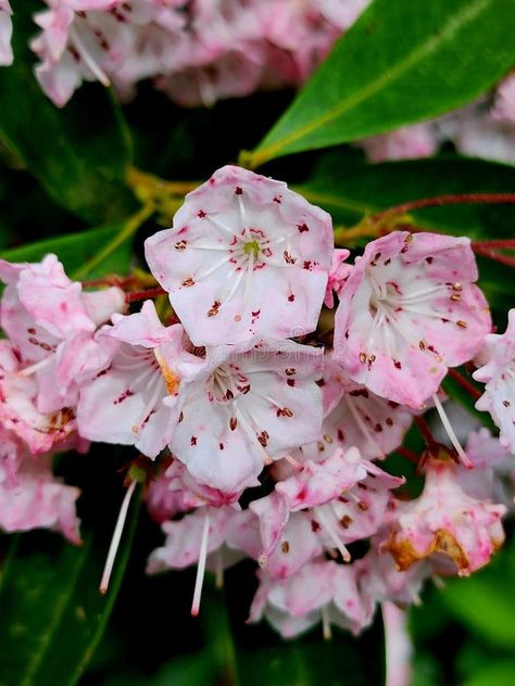 Mountain Laurel flower art nature abstract Scenic royalty free stock images Laurel Aesthetic, Mountain Laurel Flower, Laurel Flower, Vector House, Nature Abstract, Mountain Laurel, Flower Nature, Art Nature, Art Tips