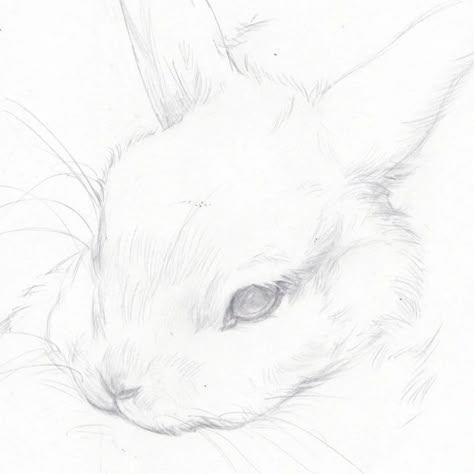 Sketch Rabbit, Sketchbook Inspo, Animal Sketches, Oui Oui, Sketchbook Ideas, Sketchbook Art, Art Sketch, Drawing Stuff, Art Refs