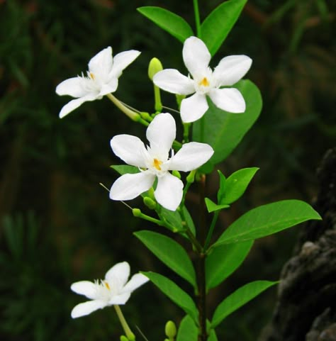 Sampaguita Tattoo, Sampaguita Flower Tattoo, Filipino Artwork, Philippine Flowers, Sampaguita Flower, Philippines Tattoo, Arabian Jasmine, Woodcut Art, Country Flowers