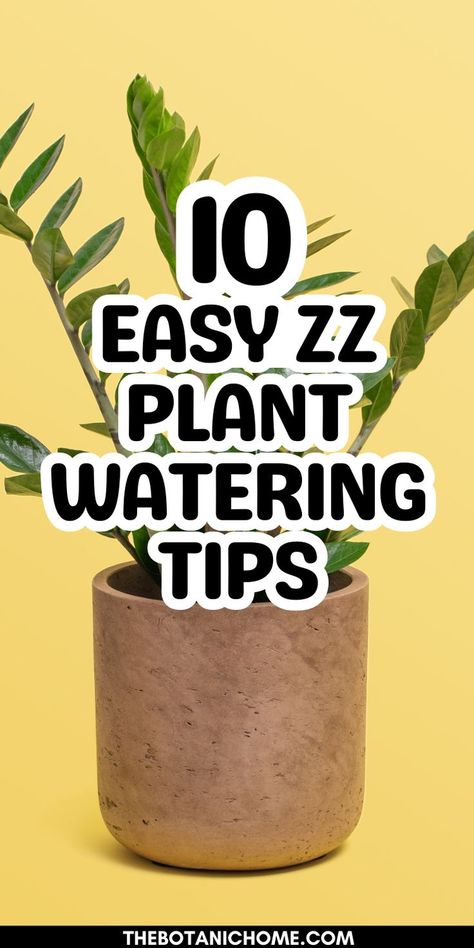 How to water a ZZ plant, featuring tips for zz plant care houseplant and easy care houseplants. Zz Plant Propagation, Houseplants For Beginners, Zz Plant Care, Indoor Plant Care Guide, Low Maintenance Indoor Plants, Plant Jungle, Easy Indoor Plants, Indoor Plants Styling, Easy House Plants