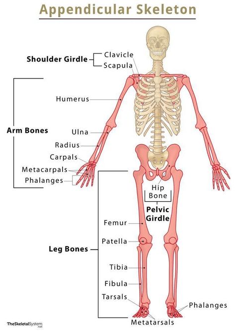 Appendicular Skeleton - Definition and List of Bones With Labeled Diagram Bones Anatomy Study, Skeletal System Anatomy Notes, Appendicular Skeleton, Skeletal System Anatomy, Sesamoid Bone, Sphenoid Bone, Radius And Ulna, Axial Skeleton, Human Skeletal System