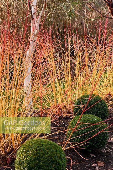 Cornus sanguinea 'Midwinter Fire' with box balls, Buxus sempervirens, and a white stemmed birch - Sir Harold Hillier Gardens, Ampfield, Romsey, Hants, UK Cornus Sanguinea Midwinter Fire, Box Balls, Cornus Sanguinea, Buxus Sempervirens, Plant Photography, Rose Pale, Winter Color, Winter Colors, Garden Inspiration