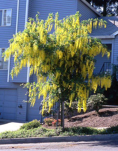 Golden Chain Tree | Laburnum ‘Vossii’ Laburnum x watereri Vossii * Part shade * Zones 4-11 * 12'-15' tall * 15' wide Beuatiful cascading 15-20 inch long sunny yellow flowers! Hardy and petite, the Golden Chain Tree is extremely easy to grow and thrives in moist soil! .A hybrid between L. alpinum and L. anagyroides. Tree With Yellow Flowers, Golden Chain Tree, Golden Rain Tree, Rain Tree, Plant Structure, Wisteria Tree, Bohemian Garden, Moon Nursery, Specimen Trees