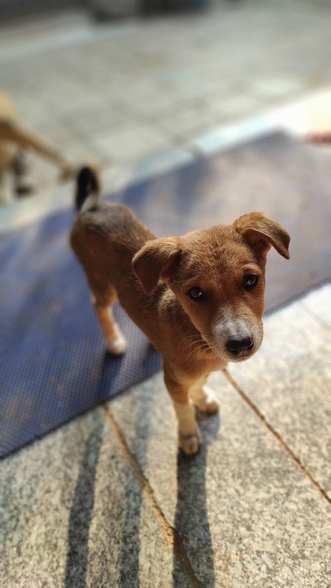 Street puppy Street Puppies, Indie Dogs, Dog Snap, Wild Animals Pictures, Ghost Pictures, Animals Pictures, Mehndi Designs For Fingers, Animal Photos, Cute Animal Photos