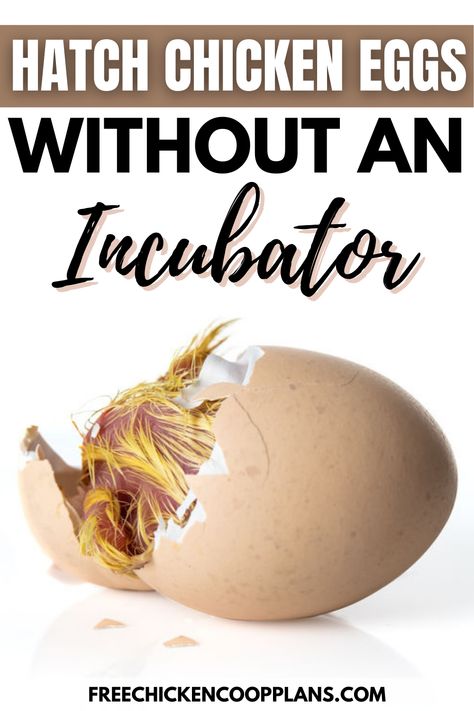 Wanna hatch eggs on the cheap? No problem! Learn how to hatch your chicken eggs without the use of an incubator. Not only will it save electricity, it's a very rewarding experience! How To Hatch Eggs Without An Incubator, Diy Egg Incubator How To Make, Hatching Eggs In An Incubator, How To Incubate Chicken Eggs, Hatching Chicken Eggs In An Incubator, Incubating Chicken Eggs At Home, Chicken Eggs Problems, Eggs In Crockpot, Chicken Eggs Hatching