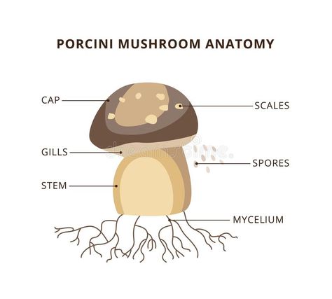 Mushroom Diagram, Anatomy Labeled, Anatomy Infographic, Mushroom Anatomy, Biology Diagrams, Porcini Mushroom, School Info, Porcini Mushrooms, About School