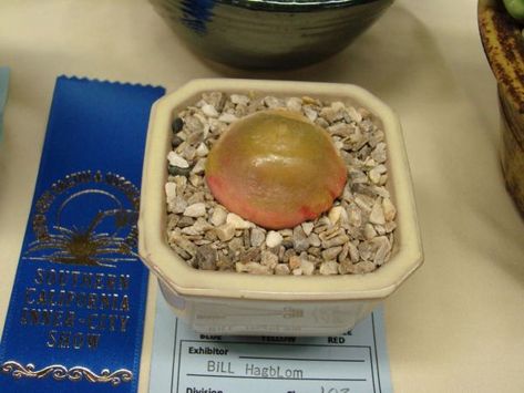 Conophytum Burgeri, Succulents In Glass, Succulent Species, Weird Plants, Plant Problems, Desert Garden, Succulents Indoor, Unusual Plants, Rare Flowers