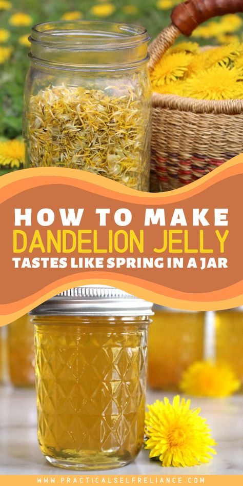 Learn how to make wild edible dandelion flower jelly! Dandelion jelly is easy to make and tastes like spring sunshine in a jar. It’s the perfect way to brighten your morning toast! How To Make Dandelion Jelly, Dandelion Flower Recipe, Sunflower Jelly Recipe, Dandelion Jam Recipe, Dandelion Jam, Dandelion Jelly Recipe, Making Jelly, Flower Jelly, Morning Toast