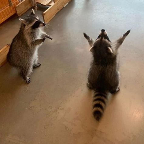 Raccoons Doing Human Things, Raccoon Standing Up, Buff Raccoon, Raccoon Side Profile, Funny Raccoon Pictures, Emo Raccoon, Raccoon With Headphones, Domesticated Raccoon, Funny Racoons