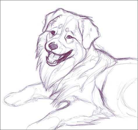 Australian Shepherd Drawing Aussie Drawing, Australian Shepherd Drawing, Shepherd Drawing, Dog Pencil Drawing, Drawings Of Animals, Dog Drawing Tutorial, Doodle Sketchbook, Pencil Drawings Of Animals, Animal Illustration Art