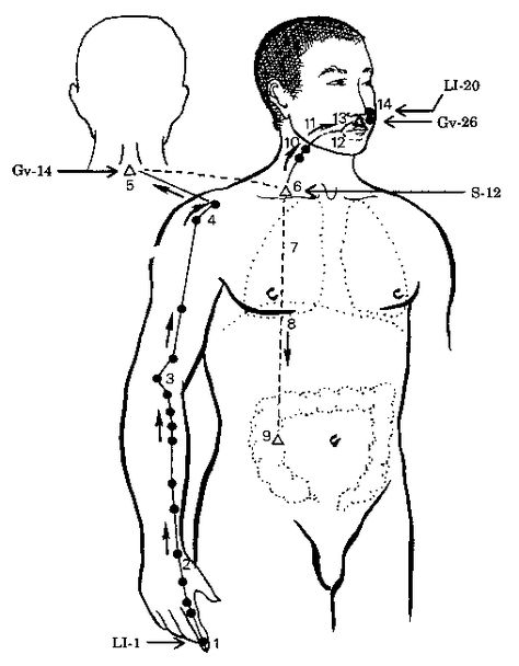 Acupuncture.Com - Education - Theory - Large Intestine Meridian Polarity Therapy, Old Medicine, Wellness Store, Medicine Book, Large Intestine, Yin And Yang, Home Education, Student Studying, Traditional Chinese Medicine