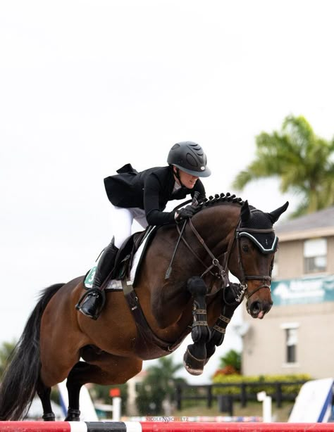 Showjumping Aesthetic, Winter Equestrian, Winter Equestrian Festival, Horsey Life, Wellington Florida, Show Jumping Horses, Equestrian Aesthetic, Cute Horse Pictures, Never Let Go