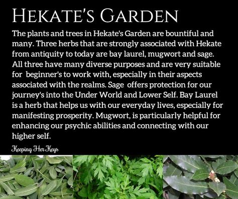 hekate's garden (mugwort, sage, bay laurel) Southern Gothic Witch Aesthetic, Modern Witchcraft, Witchy Garden, Hecate Goddess, Magickal Herbs, Witch Garden, Grimoire Book, Wiccan Witch, Wiccan Spell Book