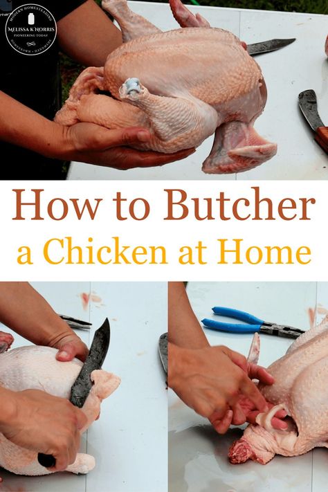 No need for graphic videos to learn how to butcher a chicken at home. This step by step tutorial gives you all the info you need to ensure your success. #chickens #butcher #homestead #smallfarm Butcher Chicken, Butcher A Chicken, Raising Meat Chickens, Meat Butcher, Meat Birds, Small Backyards, Rain Chains, Backyard Beekeeping, Raise Chickens