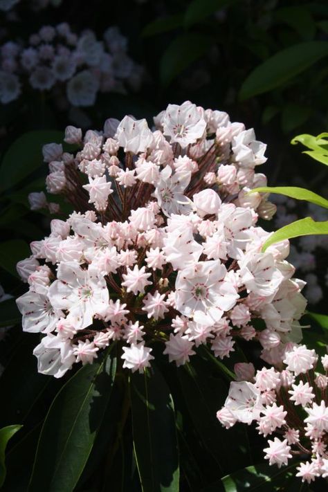 22 Shade Garden Plant Ideas | HGTV Dianthus Flowers, Laurel Hardy, Shade Garden Design, Longfield Gardens, Shade Shrubs, Summer Bulbs, Hgtv Garden, Shade Garden Plants, Jasmine Plant