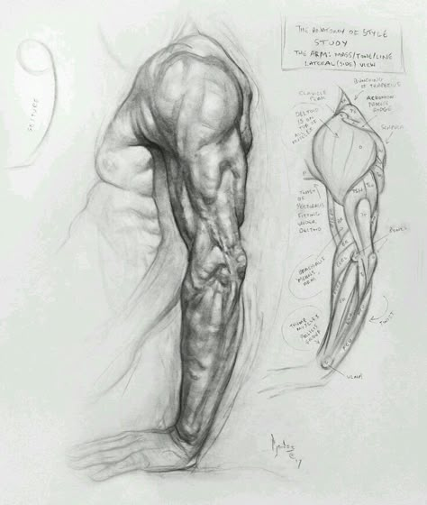 Arm Anatomy, Human Anatomy Drawing, Human Anatomy Art, Anatomy Sketches, Anatomy For Artists, Drawing Studies, Gesture Drawing, Anatomy Drawing, Anatomy Reference