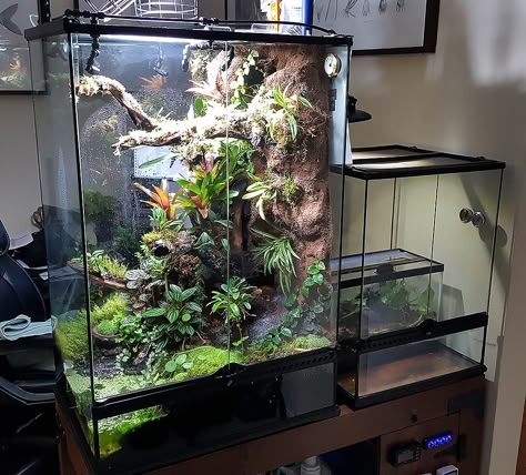 INTERVIEW: Orchids, Dart Frogs and Tiny Fishes, Part 1 | AMAZONAS Magazine Dart Frog Tank, Dart Frog Terrarium, Tree Frog Terrarium, Frog Vivarium, Dart Frog Vivarium, Vivarium Ideas, Poison Arrow Frog, Bioactive Vivarium, Gecko Habitat