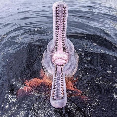 The pink dolphin is considered the most intelligent of all river dolphins, with a brain capacity being 40% bigger than humans🐬 📷||… Pink Amazon River Dolphin, Pink River Dolphin, Pink River, River Dolphin, Pink Dolphin, Amazon River, Wildlife Photos, Beautiful Fish, Ocean Lover