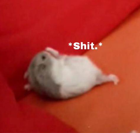 Yes thats my meme of a hamster (my hamster lol) Funny Hamster Pfp, Hamster Memes Hilarious, Hamster Reaction Pic, Funny Hamster Pictures, On The Phone Meme, Hamster Pfp, Hamster Memes, Hamster Meme, Funny Hamsters