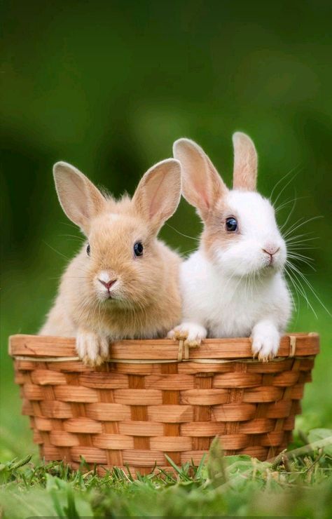 #cuteanimals #rabbit #love #cutebaby Rabbit Lover, Cute Photo, Cute Photos, Animals Beautiful, Cute Animals, Animals