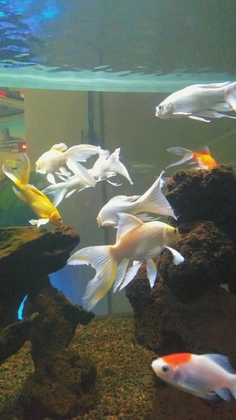 Ikan Koi Aesthetic, Fish Pet Aesthetic, Aethstetic Pic, Koi Aesthetic, Pet Aesthetic, 18th Birthday Party, 18th Birthday, Goldfish, Koi