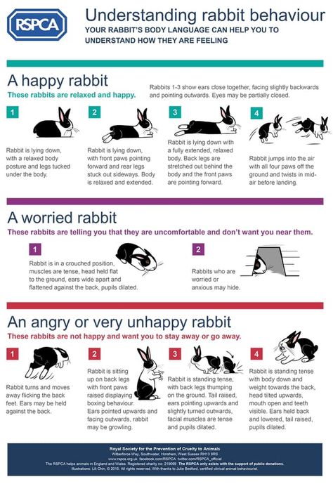 Tapsi Hapsi, Bunny Care Tips, Rabbit Facts, Rabbit Information, Rabbit Behavior, Pet Rabbit Care, Bunny Room, Raising Rabbits, Pet Bunny Rabbits