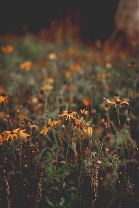 moody autumnal wildflowers at trenthem park, uk. #phonebackground #wildflowers #moodyvibes #daisies Spring Meadow Aesthetic, Autumn Tale, Wild Indigo, Bee Painting, Yellow Wildflowers, Cottage Aesthetic, Photo Walk, Forest Garden, Autumn Nature