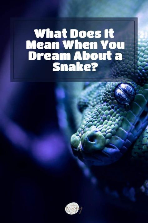 #mindfulness Dream Snake, Beginner Witch, Poisonous Snakes, Witch Tips, Dream Meanings, Dream Interpretation, Feelings And Emotions, A Snake, You Dream