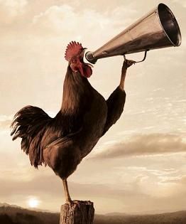 Crazy Chicken Lady, Chickens And Roosters, Chicken Humor, Down On The Farm, Raising Chickens, A Chicken, West Indies, How To Wake Up Early, Country Life